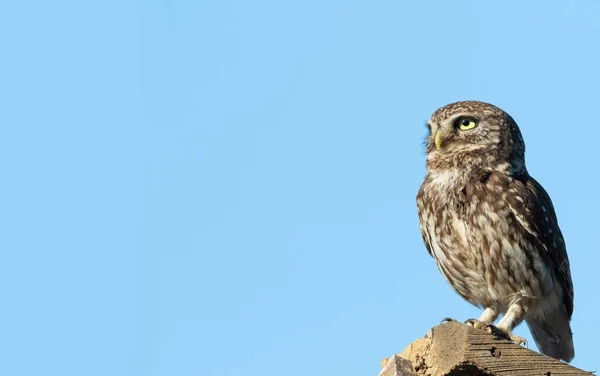 Little owl, Athene noctua. A bird stands on the board and looks away. Placeholder for the text