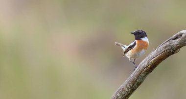 European stonechat, Saxicola rubicola, Saxicola torquata. The male sits on a branch. Space for text