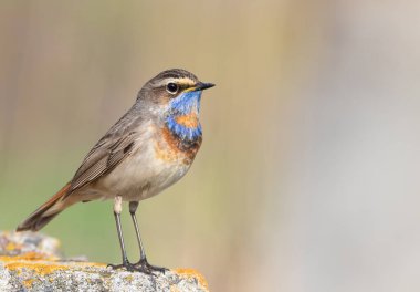 Bluethroat, Luscinia svecica. A bird sits on a beautiful rock. Placement of text