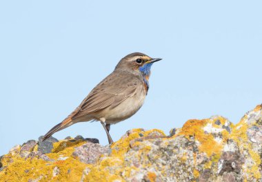 Bluethroat, Luscinia svecica. A male sitting on a rock against the sky