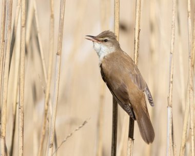 Great reed warbler, Acrocephalus arundinaceus. A bird sings on a reed stalk by the river