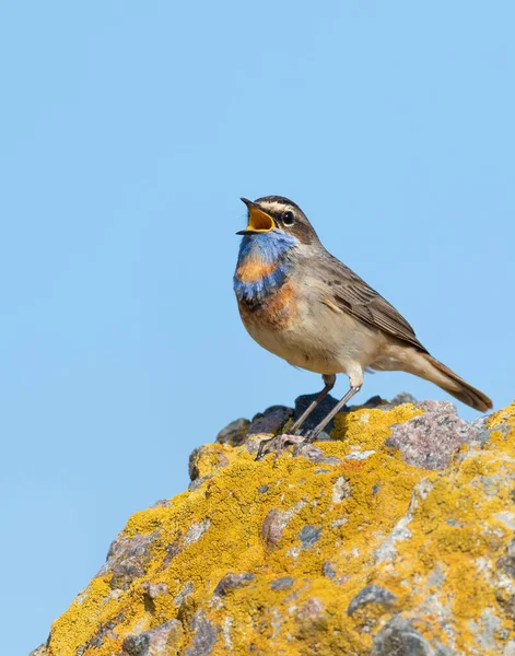 Bluethroat, Luscinia svecica. A bird sings in the early morning, sitting on a rock against the sky