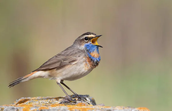 Bluethroat, Luscinia svecica. A bird sings in the early morning, sitting on a rock