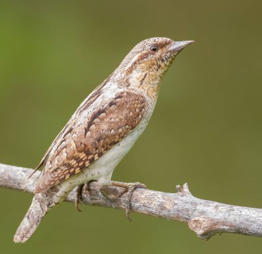 Eurasian wryneck, Jynx torquilla. A bird sits on a branch against a beautiful green background