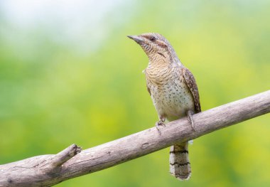 Eurasian wryneck, Jynx torquilla. A bird sits on a branch against a beautiful green background