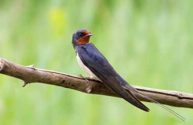 Barn swallow, Hirundo rustica. In the early morning a bird sits on a dry branch