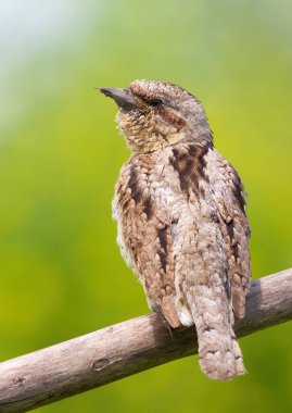 Eurasian wryneck, Jynx torquilla. A bird sits on a branch against a beautiful green background