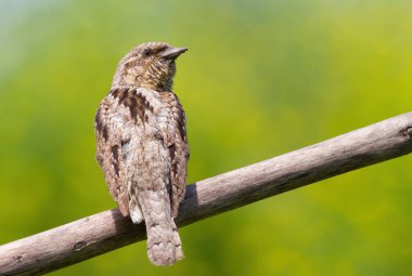 Eurasian wryneck, Jynx torquilla. A bird sits on a branch against a beautiful green background