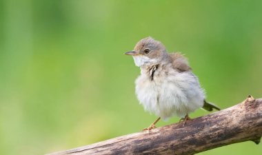 Common Whitethroat, Sylvia communis. A bird sat on a branch and ruffled its feathers