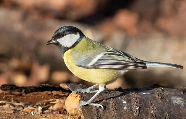 Great tit, Parus major. A bird sits on the trunk of a fallen tree