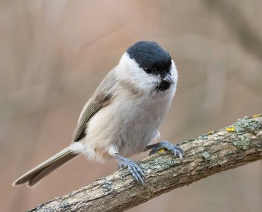 Marsh tit, Poecile palustris. A bird sits on a thick branch