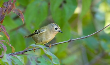 Goldcrest, Regulus regulus. Bir kuş ağaç dalında oturur.