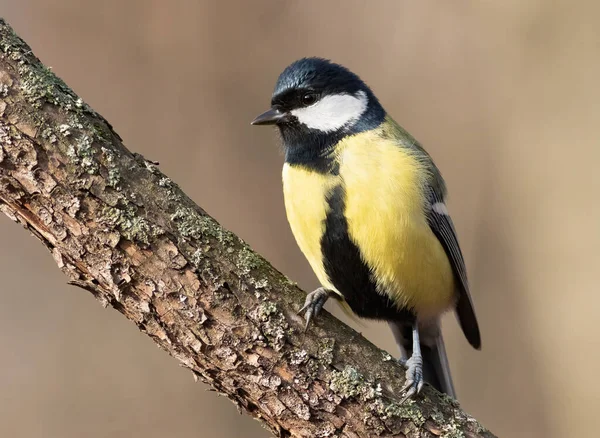Great Tit Parus Major Early Morning Forest Bird Sits Branch — Stockfoto