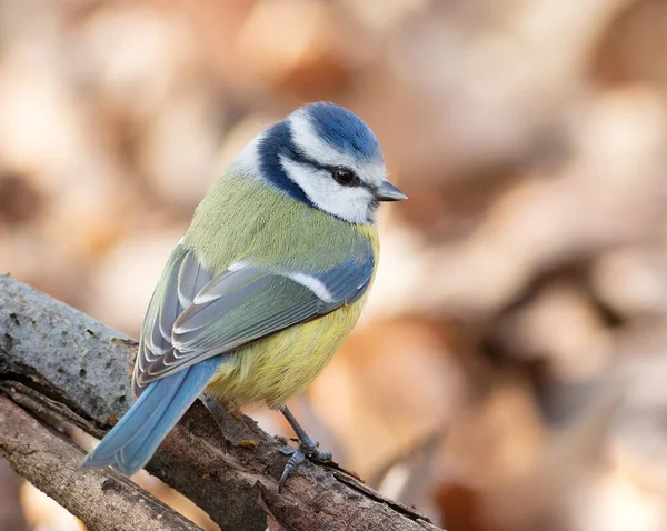 Eurasian Blue Tit Cyanistes Caeruleus Bird Sits Tree Branch — Stock fotografie