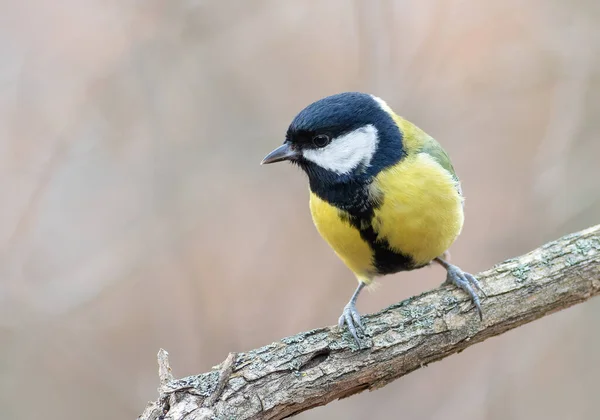 Great tit, Parus major. A bird sits on a thick branch