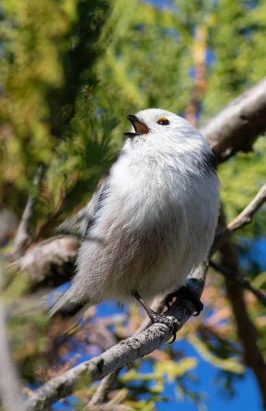 Long Tailed Tit Aegithalos Caudatus Bird Sits Branch Sings — Stockfoto
