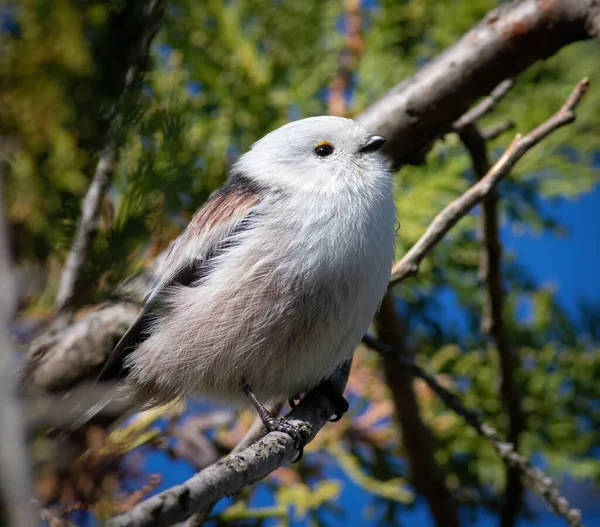 Long Tailed Tit Aegithalos Caudatus Bird Sits Branch — Stockfoto