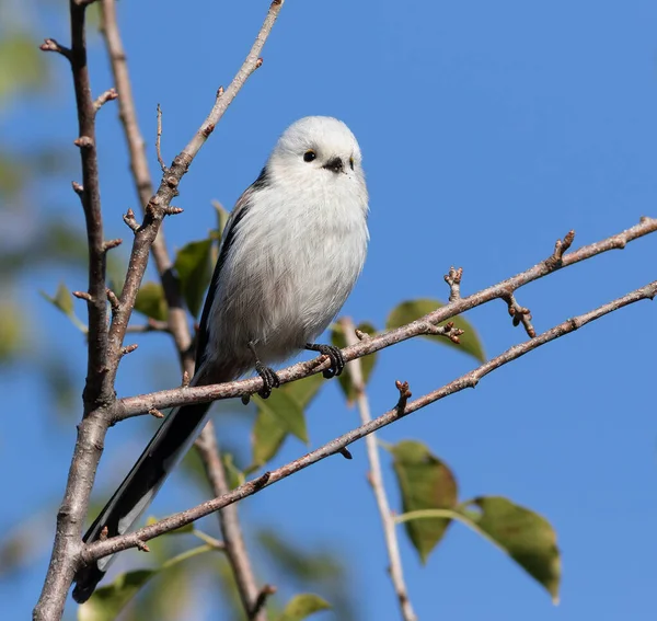 Long Tailed Tit Aegithalos Caudatus Bird Sits Branch Sky — Stockfoto