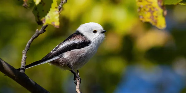 Long Tailed Tit Aegithalos Caudatus Bird Sitting Beautiful Blurred Background — Stok fotoğraf