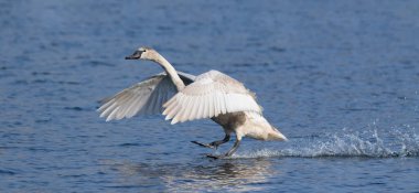 Dilsiz kuğu, Cygnus rengi. Genç bir kuş bir nehrin yüzeyine tünemiş.