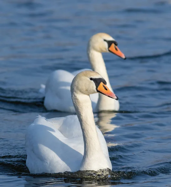 Mute Swan Cygnus Olor Two Beautiful Birds Floating River — Stock Photo, Image