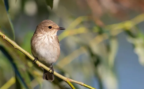 Spotted Flycatcher Muscicapa Striata Bird Sits Willow Branch Riverbank — Stock Photo, Image