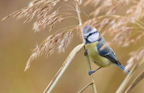 Eurasian Blue Tit Cyanistes Caeruleus Bird Sits Reed Stalk Riverbank — Stockfoto