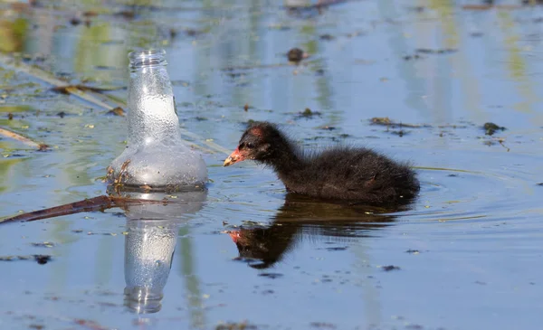 欧亚椰子 富丽卡 小鸡看着漂浮在河里的瓶子 — 图库照片
