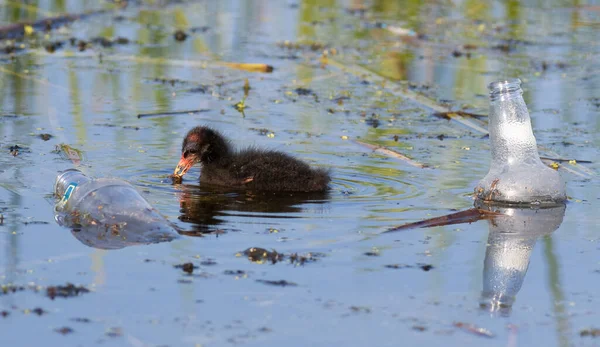 欧亚椰子 富丽卡 一只小鸟在河里的垃圾和瓶子里游来游去 — 图库照片