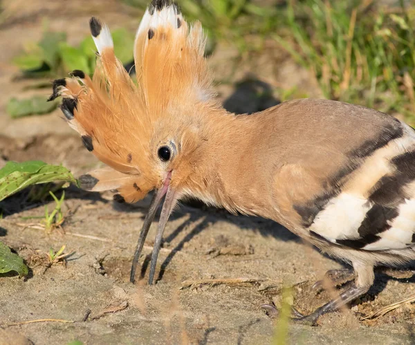 Eurasischer Wiedehopf Upupa Epops Ein Vogel Läuft Flussufer Entlang Auf — Stockfoto