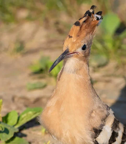 Hoopoe Eurasiático Upupa Epops Primer Plano Del Pájaro — Foto de Stock