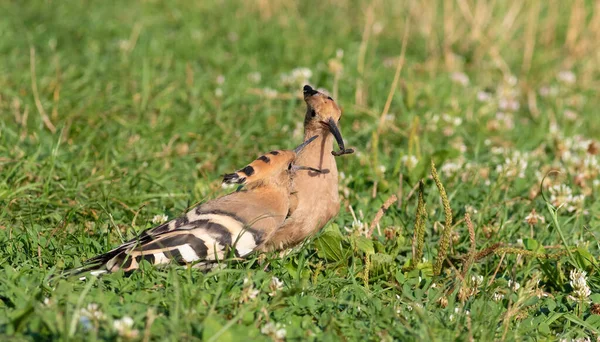 Eurasischer Wiedehopf Upupa Epops Ein Vogel Lauert Gras — Stockfoto