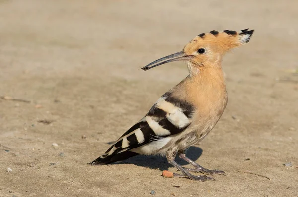Eurasischer Wiedehopf Upupa Epops Ein Vogel Steht Auf Einem Sandigen — Stockfoto