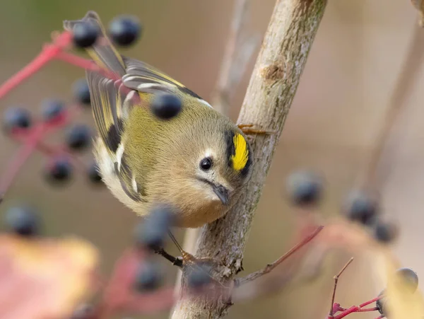 Goldcrest Regulus Regulus Küçük Güzel Bir Kuş Böğürtlenlerin Arasında Bir — Stok fotoğraf