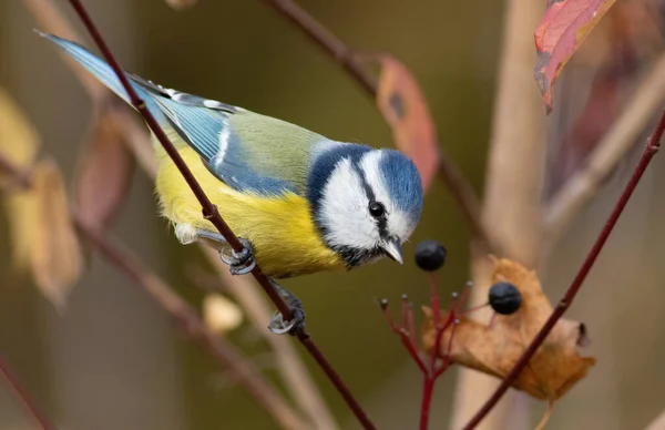 Eurasian Blue Tit Cyanistes Caeruleus Bird Sits Branch Bush — Stockfoto