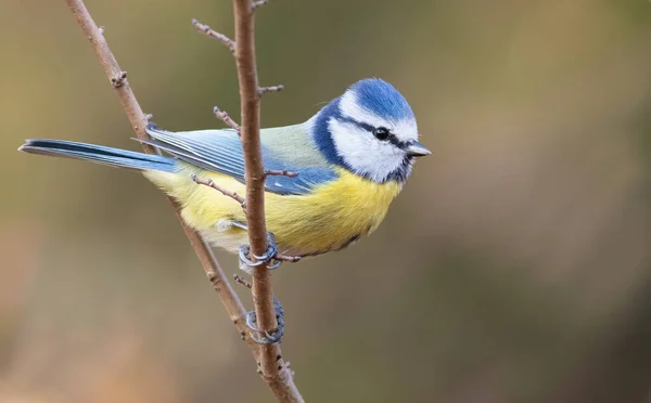 Eurasian Blue Tit Cyanistes Caeruleus Bird Sits Thin Twig — Stockfoto
