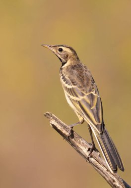 Batı sarı kuyruklu, Motacilla Flava. Yakından çekilmiş genç bir kuş.
