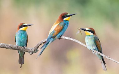 Avrupalı arı yiyici, Merops apiaster. Üç kuş bir dala oturmuş, biri yusufçuk tutuyor.