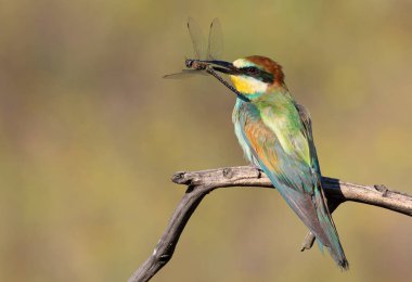 Avrupalı arı yiyici, Merops apiaster. Bir kuş bir yusufçuğu gagasında tutar.