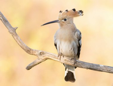 Eurasian hoopoe, Upupa epops. Early in the morning a bird sat on a beautiful branch