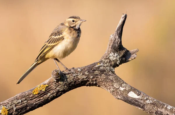 Bachstelze Motacilla Flava Ein Junger Vogel Auf Einem Schönen Zweig — Stockfoto