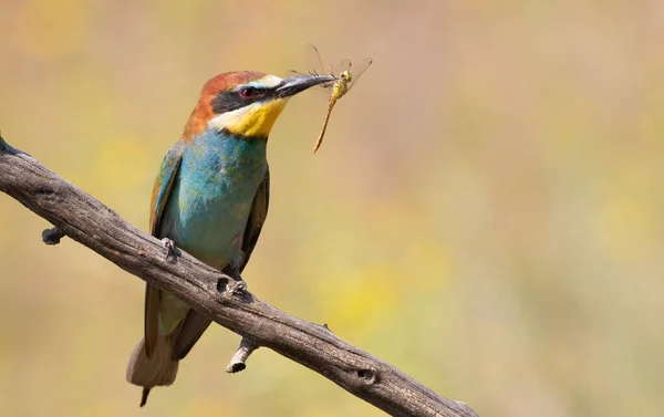 Comedor Abelhas Europeu Merops Apiaster Pássaro Segura Uma Libélula Seu — Fotografia de Stock