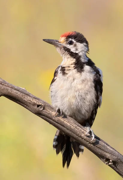 Syrian Woodpecker Dendrocopos Syriacus Young Bird Sits Branch — Stock Photo, Image