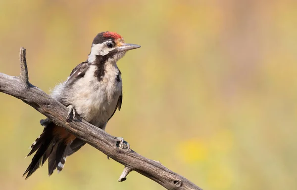 Syrian Woodpecker Dendrocopos Syriacus Young Bird Sits Branch Placement Text — Stock Photo, Image