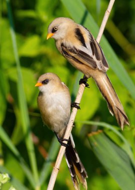 Sakallı reedling, Panurus biarmicus. Genç bir erkek kuş nehir kenarındaki bir bitki sapında oturuyor.