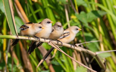 Sakallı reedling, Panurus biarmicus. Dört genç kuş bir sazlıkta oturuyor.