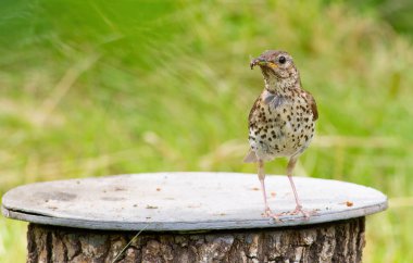 Ardıç kuşu, Turdus Philomelos. Bir kuş, avını gagasında tutarak bahçede bir kütüğün üzerinde duruyor.