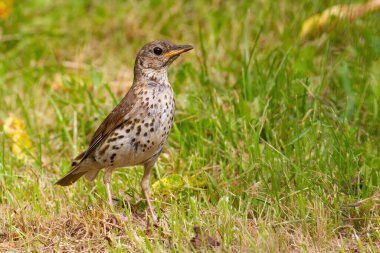 Ardıç kuşu, Turdus Philomelos. Otların arasındaki çayırda bir kuş duruyor.