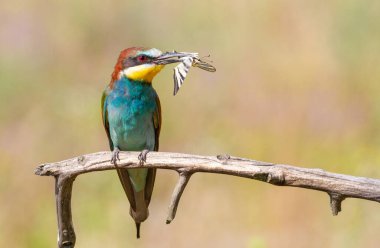 Avrupalı arı yiyici, merops apiaster. Bir kuş bir kelebek yakalar