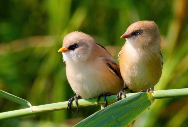 Sakallı reedling, Panurus biarmicus. Genç erkek ve dişi sazlıkların üzerinde yan yana oturuyor.